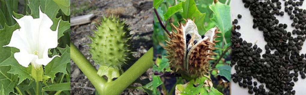 Sementes de Datura para tratar varices na casa