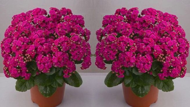 Kalanchoe para a preparación de pomadas e tinturas para varices